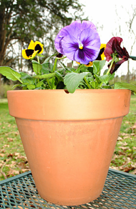 seeds of happiness, pansies, gardening